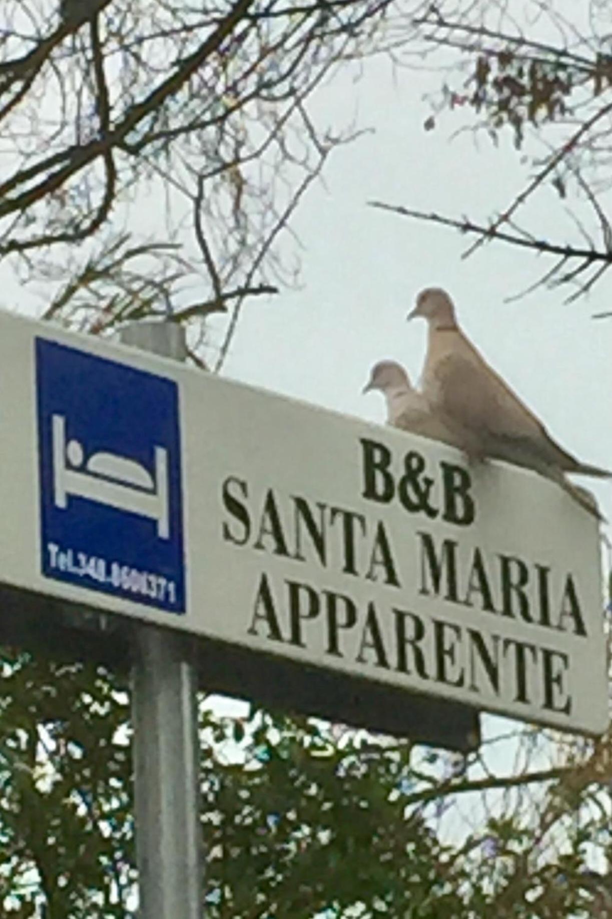 Monolocali B&B Santa Maria Apparente Чивітанова-Марке Екстер'єр фото